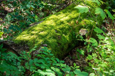 Ağaç gövdesi yosun kaplı bir orman zemininde. Yüksek kalite fotoğraf