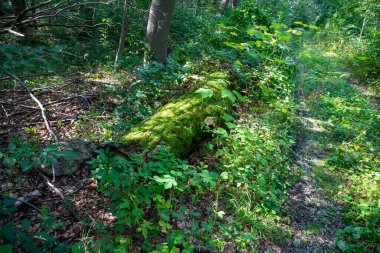 Ağaç gövdesi yosun kaplı bir orman zemininde. Yüksek kalite fotoğraf