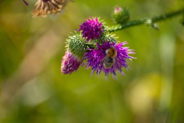 Bir çiçeğin yakın çekimi. Yüksek kalite fotoğraf