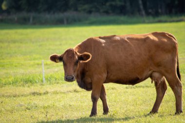 Eylül 'de çayırdaki kahverengi inekler. Yüksek kalite fotoğraf