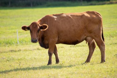 Eylül 'de çayırdaki kahverengi inekler. Yüksek kalite fotoğraf