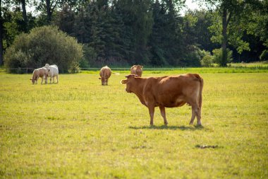Eylül 'de çayırdaki kahverengi inekler. Yüksek kalite fotoğraf