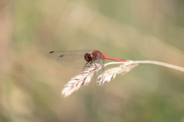 Bir yusufçuğun bulanık görüntüsü.