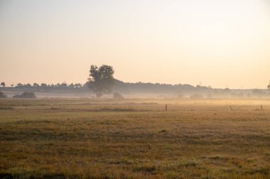 Sabahları buğday tarlasının sisli manzarası. Yüksek kalite fotoğraf