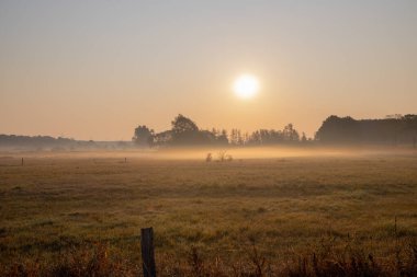 Sabahları buğday tarlasının sisli manzarası. Yüksek kalite fotoğraf