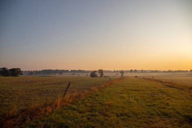 Sabahları buğday tarlasının sisli manzarası. Yüksek kalite fotoğraf