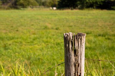 Çürüyen tek bir ahşap çit direği ve çayırda dikenli teller..