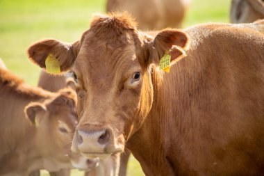 Eylül 'de çayırdaki kahverengi inekler. Yüksek kalite fotoğraf