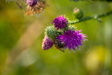 Bir çiçeğin yakın çekimi. Yüksek kalite fotoğraf