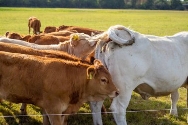Eylül 'de çayırdaki kahverengi ve beyaz inekler. Yüksek kalite fotoğraf