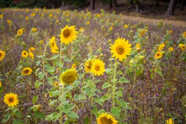 Bir tarlada sarı bir çiçek. Yüksek kalite fotoğraf