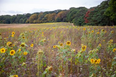 Bir tarlada sarı bir çiçek. Yüksek kalite fotoğraf