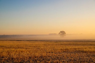 Sabahları buğday tarlasının sisli manzarası. Yüksek kalite fotoğraf
