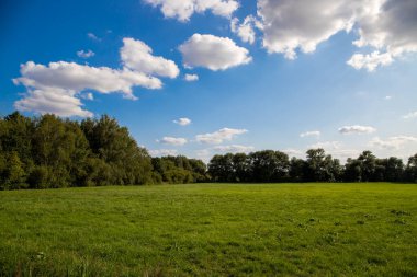 Ağaçlı bir tarlada panorama manzarası ve mavi gökyüzü olan otlar..