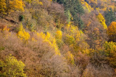 Sonbaharda yamaçtaki renkli yapraklarla panoramik bir orman manzarası. Yüksek kalite fotoğraf