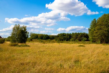 Ağaçlı bir tarlada panorama manzarası ve mavi gökyüzü olan otlar..