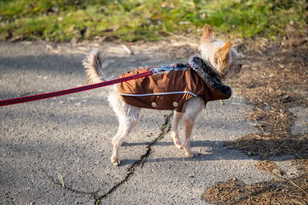 little dog with a brown jacket goes for a walk on a red leash.