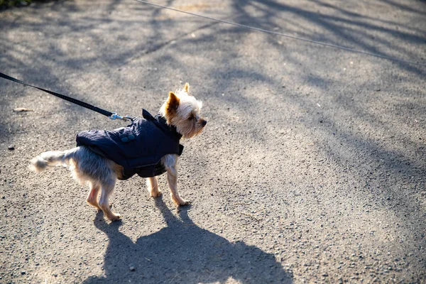 little dog with a brown jacket goes for a walk on a red leash