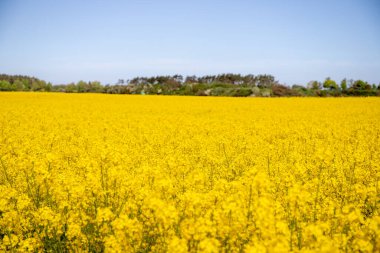 Panorama picture of a yellow rapeseed field with blue sky. High quality photo