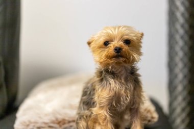 two small dogs on a black leather couch, 2 Yorkshire Terriers. High quality photo