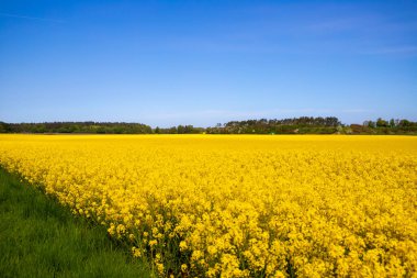 Panorama picture of a yellow rapeseed field with blue sky. High quality photo