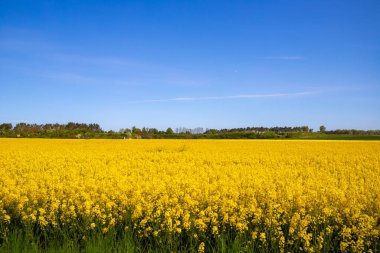 Panorama picture of a yellow rapeseed field with blue sky. High quality photo