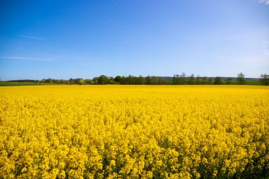 Panorama picture of a yellow rapeseed field with blue sky. High quality photo