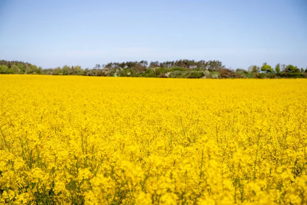 Panorama Picture Yellow Rapeseed Field Blue Sky High Quality Photo — Stock Photo, Image