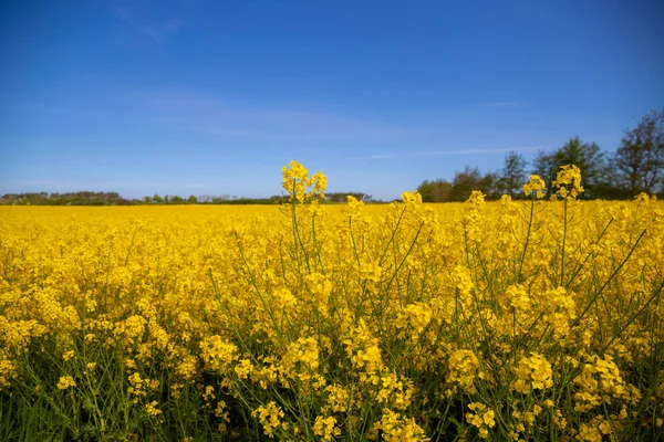 Panorama Picture Yellow Rapeseed Field Blue Sky High Quality Photo — Zdjęcie stockowe