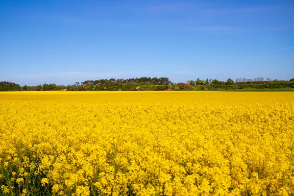 Panorama picture of a yellow rapeseed field with blue sky. High quality photo