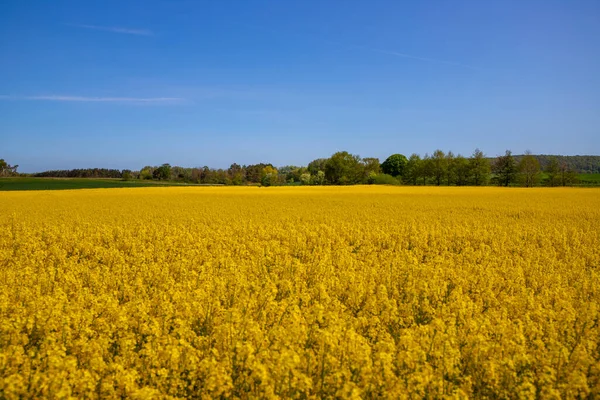 Panorama picture of a yellow rapeseed field with blue sky. High quality photo