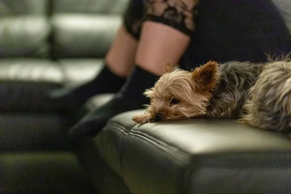 small dog on a black leather couch whit there owner in background, Yorkshire Terriers. High quality photo