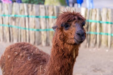 Alpacca kameraya küstahça bakıyor, yakından. Yüksek kalite fotoğraf