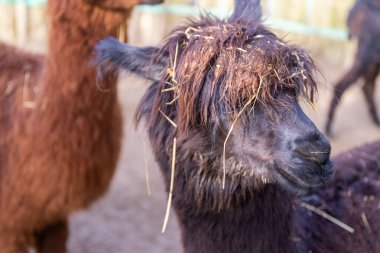 Alpacca kameraya küstahça bakıyor, yakından. Yüksek kalite fotoğraf