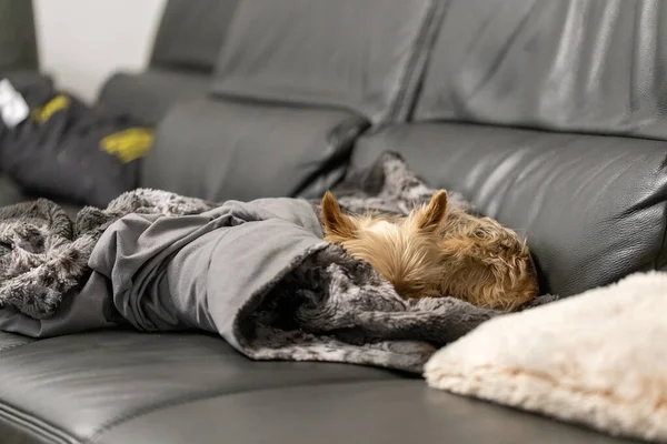 Dog cuddled up on the couch in a blanket. High quality photo