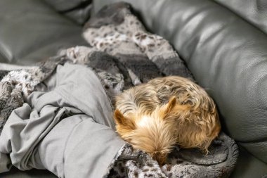 Köpek kanepede battaniyeyle sarılıp yattı. Yüksek kalite fotoğraf