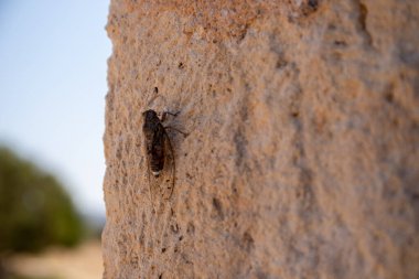 Yunanistan 'ın Girit kentindeki eski bir duvarda ağustos böceği. Yüksek kalite fotoğraf