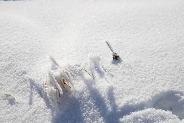 Zamarznięta Gałąź Białym Lodzie Pustyni Dużo Śniegu Wysokiej Jakości Zdjęcie — Zdjęcie stockowe