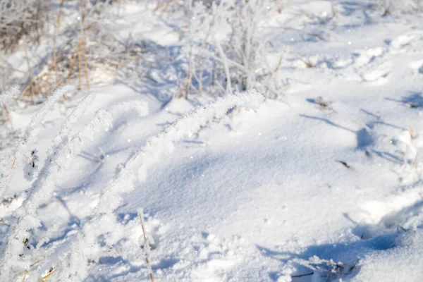 Hóval Borított Bokrok Kiváló Minőségű Fénykép — Stock Fotó