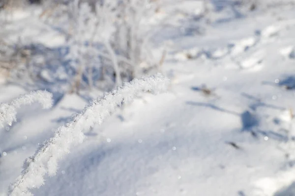 Krzewy Pokryte Śniegiem Wysokiej Jakości Zdjęcie — Zdjęcie stockowe