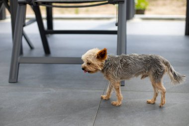 Küçük Yorkshire Teriyeri dışarıda terasta yürüyor. Yüksek kalite fotoğraf