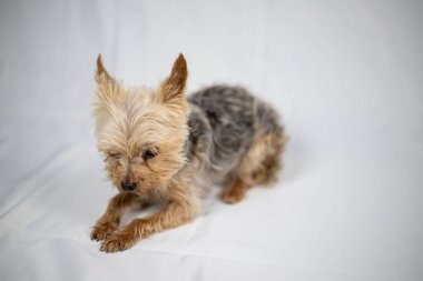 Beyaz perdenin önünde oturan küçük Yorkshire Teriyeri. Yüksek kalite fotoğraf