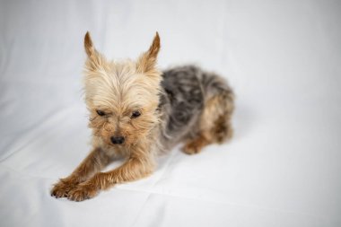 Beyaz perdenin önünde oturan küçük Yorkshire Teriyeri. Yüksek kalite fotoğraf