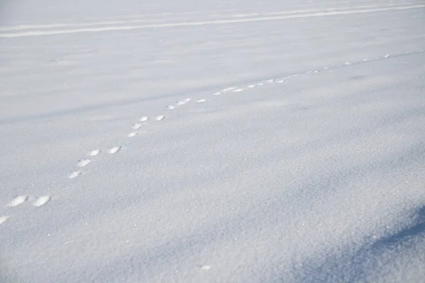 Piccole Tracce Animali Nella Neve Alta Alla Luce Del Sole — Foto Stock