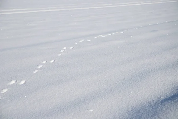 Небольшие Следы Животных Высоком Снегу Солнечном Свете Высокое Качество Фото — стоковое фото