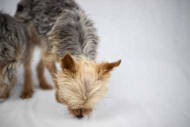 Beyaz perdenin önünde oturan küçük Yorkshire Teriyeri. Yüksek kalite fotoğraf