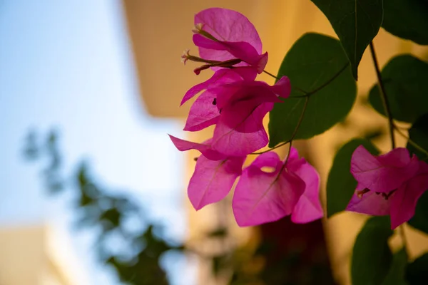 背景のピンク色の花と緑の葉のクローズアップは ブルーエフェクトです 高品質の写真 — ストック写真