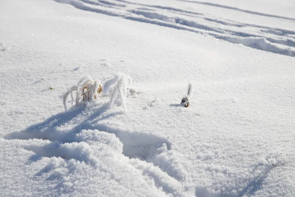 Zamarznięta Gałąź Białym Lodzie Pustyni Dużo Śniegu Wysokiej Jakości Zdjęcie — Zdjęcie stockowe