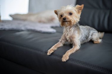 Küçük Yorkshire Teriyeri, arka planda bulanık, gri, yapay bir koyun derisi üzerinde yatar. Yüksek kalite fotoğraf