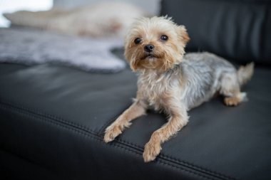 Küçük Yorkshire Teriyeri, arka planda bulanık, gri, yapay bir koyun derisi üzerinde yatar. Yüksek kalite fotoğraf